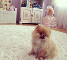 a small brown dog sitting on top of a white rug