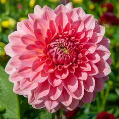 a large pink flower with lots of green leaves