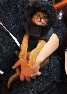 a cat is wearing a coat and sitting on someone's lap while they both have their hands wrapped around each other