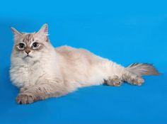 a cat is laying down on a blue background