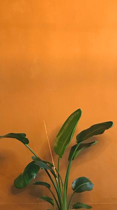 a potted plant sitting on top of a wooden table next to a yellow wall