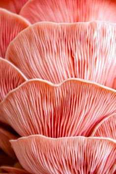 pink mushrooms are growing on the side of a tree trunk in this close up photo