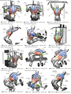 an iphone screenshot shows the muscles and their corresponding positions in order to perform exercises