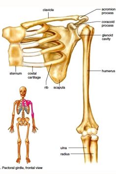 the bones of the upper limb and lower limb are labeled in this diagram, which shows the location of the major skeletal structures