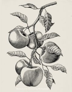 an apple tree branch with two apples hanging from it's branches, vintage engraved illustration