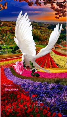 a white bird flying over a field full of flowers