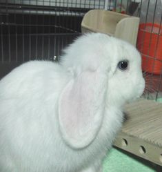 a small white rabbit sitting on top of a wooden floor next to a cage filled with carrots