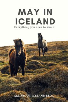 two horses standing on top of a grass covered hill with the words may in iceland