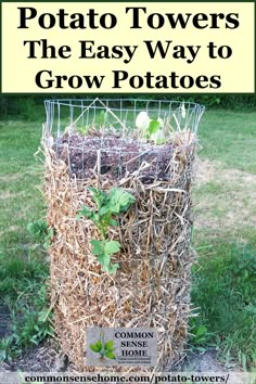 the easy way to grow potatoes in your garden is by using straw bales and gardening tools