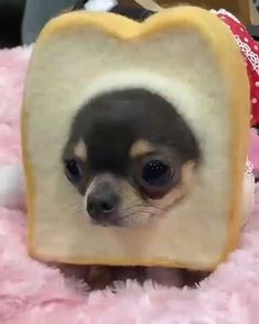 a small dog is peeking out from behind a piece of bread shaped like a heart