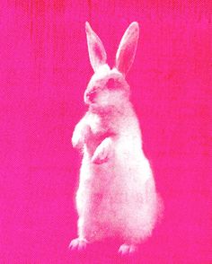 a white rabbit standing on its hind legs in front of a pink background with the words,