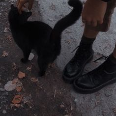 a black cat being petted by a man in green pants and sneakers on the street