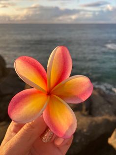 a person holding a flower in front of the ocean