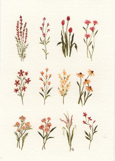 a watercolor drawing of various flowers on a white paper with red and orange colors