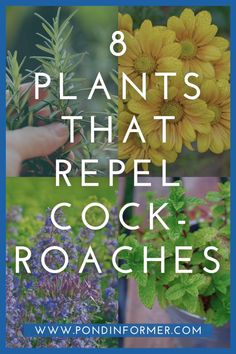 Reclaim Your Living Space with Plants That Repel Cockroaches - Unleash the Power of Natural Botanicals for an Eco-Friendly Roach Solution.  #gardening #gardeningideas #plants #plantingideas #pests #cockroaches Repel Cockroaches, Backyard Ecosystem, Cockroach Repellent, Plants That Repel Bugs, Bug Spray Recipe, Natural Repellent, Mint Plants, Victory Garden, Garden Help