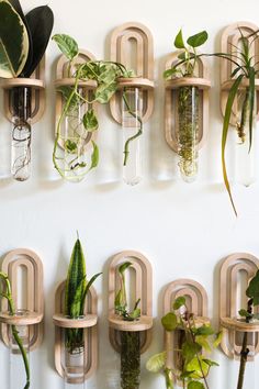 there are many plants in glass vases on the wall