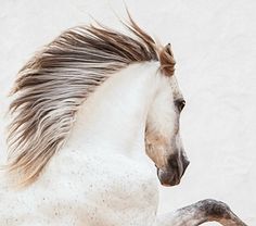 a white and brown horse with long manes running in front of a building wall