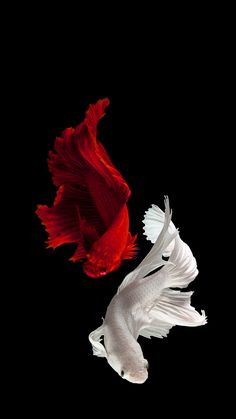 two red and white fish swimming side by side