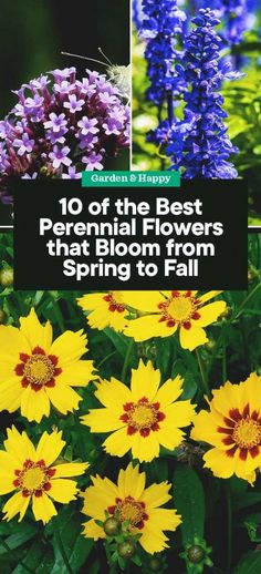 flowers with the title 10 of the best perennial flowers that bloom from spring to fall