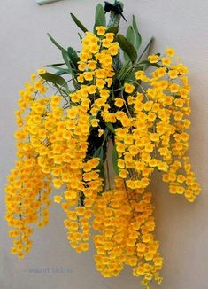 a bunch of yellow flowers hanging from the side of a white wall with green leaves