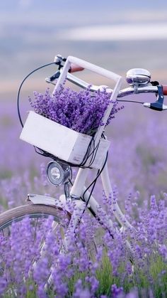 a bicycle with lavender flowers in the basket is parked in a field full of purple flowers