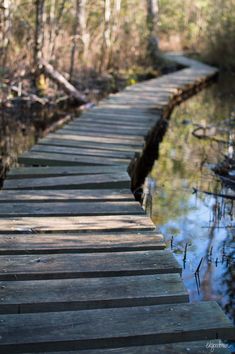 a wooden path in the woods leading to a body of water