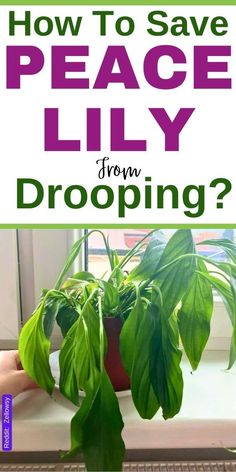 a potted plant with the words how to save peace lily from dropping?