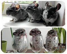 Chinchilla Black, Chinchilla Plush, Chinchilla Facts, Rats