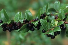 black berries are growing on the branch of a tree with green leaves in the background