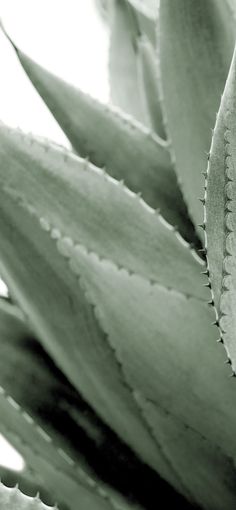 a close up view of an aloei plant