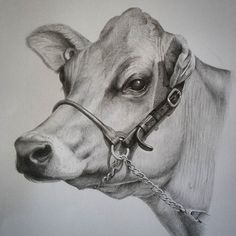 a pencil drawing of a cow wearing a bridle and chain around its neck