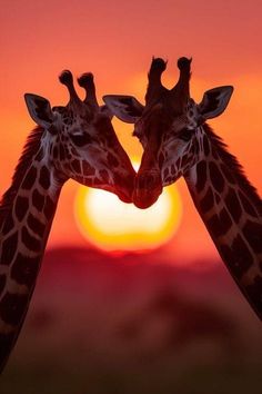 two giraffes face each other with the sun setting in the background