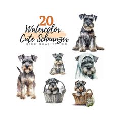 the dogs are sitting in baskets and posing for this photo set, which includes two schnauzer puppies