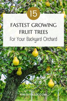 a tree with lots of fruit growing on it and the words fastest growing fruit trees for your backyard orchard