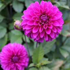 two purple flowers with green leaves in the foreground and one pink flower on the right