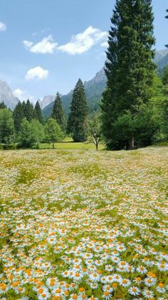 a field full of wildflowers and trees with mountains in the backgroud