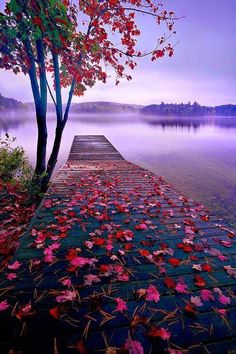 an image of a dock with leaves on it