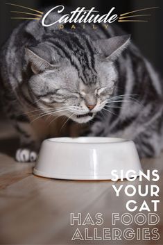 a cat eating out of a white bowl on top of a wooden floor with caption saying, caution signs your cat has food allergies