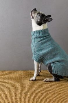 a dog wearing a sweater sitting on top of a carpet next to a gray wall