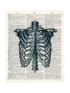 an illustration of the ribs in black and white on old dictionary book page art print