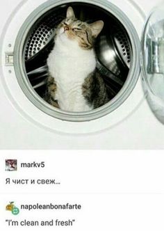 a cat is sitting in the front of a washing machine with its head inside it