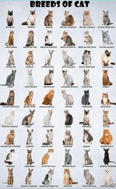 Types Of Cats Breeds, Cat Breeds List, Breeds Of Cats, Cat Breeds Chart, Toyger Cat, Different Types Of Cats, All Cat Breeds