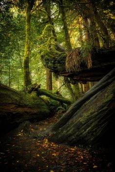 the mossy trees are growing on the rocks in the forest, and it is hard to tell what they are