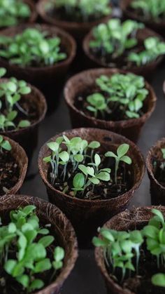 seedlings are growing in small pots on the table