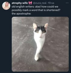 a black and white cat walking across a floor next to a woman's face