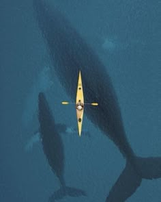 an aerial view of a man in a kayak with two orca whales