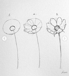 four different types of flowers are shown in this drawing