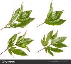 four green leaves with drops of water on them, isolated against a white background stock photo