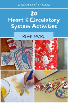 20 heart and circulatory system activities for kids to do with the children