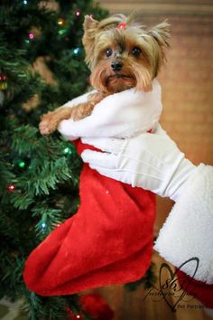 a small dog in a christmas stocking hanging from a tree with its paws on it's leg